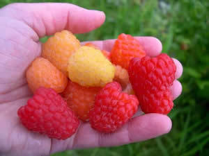 Organic raspberries is the focus of one of the new research projects in Norway. Photo by Nina Heiberg